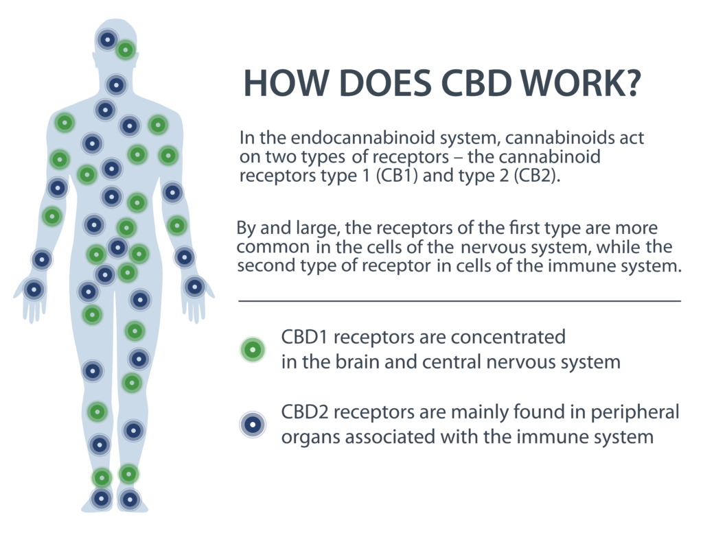 how does cbd work?